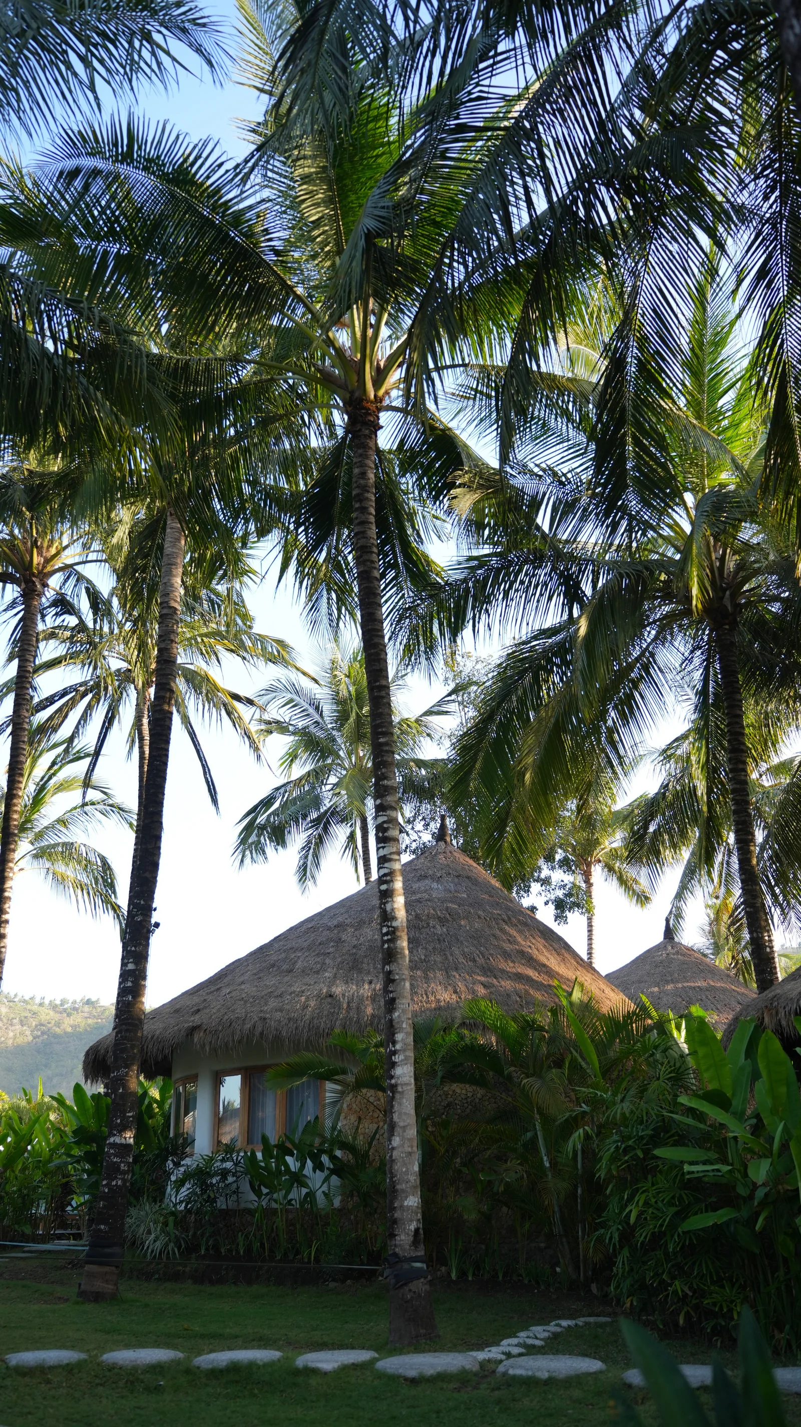 Coconut palms rising above thatched bungalows at Mana Eco Retreat