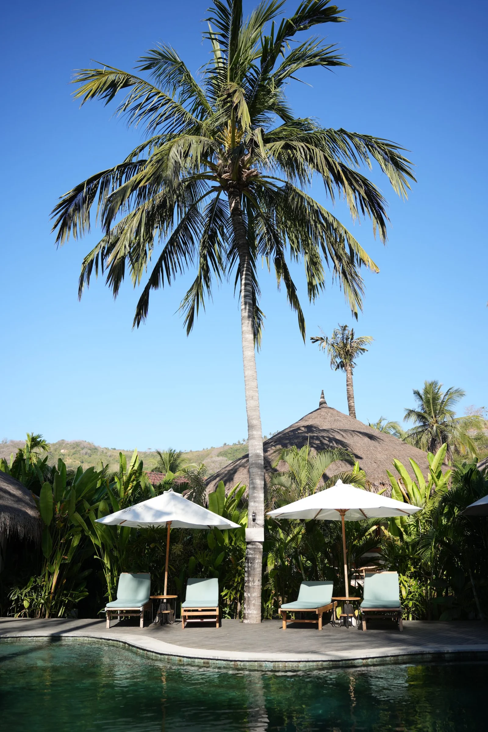 Tall coconut palm above the pool and umbrellas under a clear blue sky